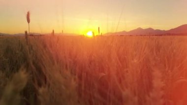 Hava yakın Lens Flare Up: pastoral Toskana büyük sarı buğday alanının üstündeki Altın ışık günbatımında uçan. Gündoğumu kızdırma sonsuz buğday güneşli sisli sabahı dağlık kırsal tarım arazisi üzerinde