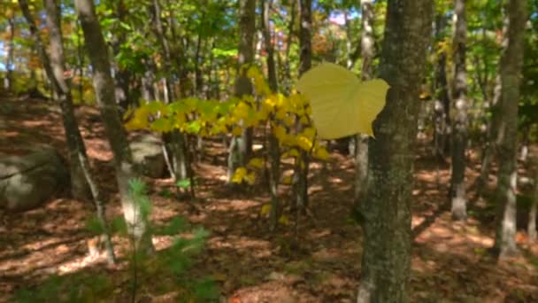 Zeitlupe Aus Nächster Nähe Gelbes Herbstlaub Fällt Sonnigen Tagen Herbstwald — Stockvideo