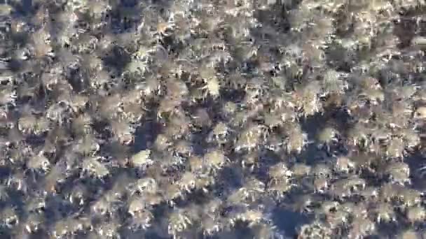 Cerrar Macro Timelapse Miles Pequeños Cangrejos Bebé Arrastrándose Sobre Roca — Vídeo de stock