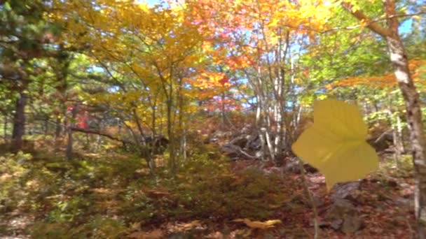 スローモーションをクローズ アップ 黄色い秋の紅葉秋の森で晴れた日に落ちる 黄色のカエデの葉は日当たりの良い秋に地面に向かってゆっくりと落下します カラフルな秋の木々 古い葉を流す — ストック動画