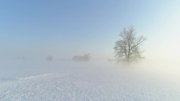 航空写真 冬の晴れた日の早朝に見事な霧のフィールドと孤独な木の上飛んでいます 農業分野と晴れた冬の神秘的な霧の朝に新鮮な雪に覆われた木 — ストック動画