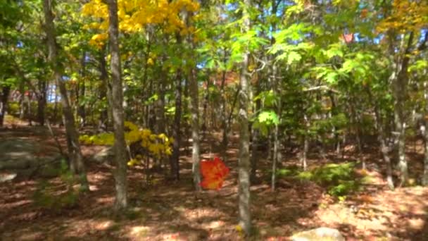 Movimiento Lento Cerrar Follaje Caída Roja Que Cae Bosque Otoño — Vídeo de stock