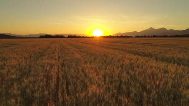 美しい農村景観 スロベニア ヨーロッパにおける有機農業の農園で豪華な穀物畑上航空 クローズ アップ 金色の小麦は茶色の植物 牧歌的な農場で畑に夕日の輝き — ストック動画