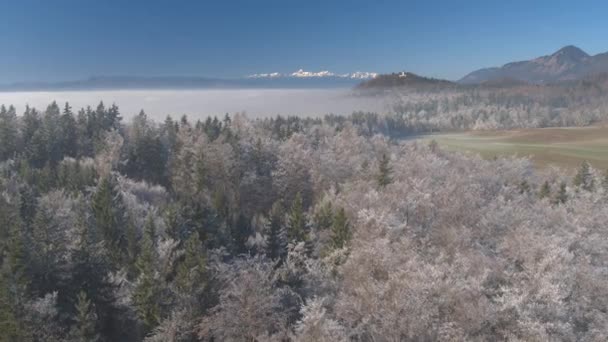 Aérien Spectaculaire Cime Des Arbres Gelés Couverts Givre Par Une — Video