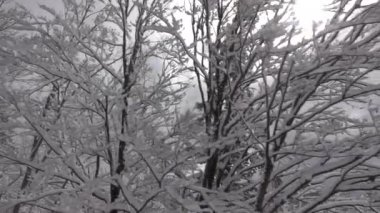 Hava yakın: sisli kış sabahı taze kar kaplı puslu ağaç tepelerinin ve çıplak dalları üzerinde güzel bir gün. Parlak yapraklara sis ve donmuş ağaçlar ile karlı kış gününde girmeyi başaran. Yükselen sis