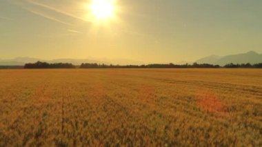 Hava yakın kadar Vertigo etkisi uçan güneşli akşam pastoral kırsal alanında büyük altın buğday yukarıda. Yapraklara sonsuz kırsal arpa tarım arazileri üzerinde. Tahıl ürünleri sabahı dağlık kırsal kesimde