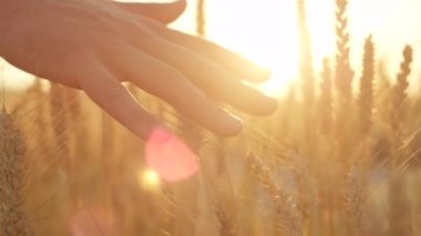 Ağır çekim yakın Lens Flare Up: Erkek el güzel buğday bitkiler de muhteşem altın ışık akşam dokunmadan. Toskana, İtalya organik tarım üzerinde büyüyen bitkileri sevecen adam. Gün batımında sallanan yaprakları