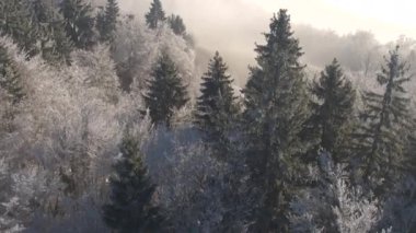 Hava yakın boş kadar yol yalak muhteşem orman hoarfrost içinde güneşli kış gününde kaplı donmuş lider. Buz gibi ağaçlar, beyaz köpüklü çalı çırpı ve buz ve buz soğuk kışın sarılmış dalları