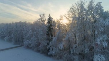 Hava altın sabah yapraklara yalak karlı ormandaki ağaçlar sisli puslu güneş doğarken parlayan. Donmuş orman yükselen altın güneş sabah sis ve kar soğuk kışın sarılmış. Çarpıcı kış günbatımı