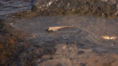 Yakın kadar makro siyah ve kahverengi rockpool deniz kaygan yosun taştan güneşli günde tropikal okyanusa atlamak için kuyruk ve yüzgeçler kullanarak balık. Hayvanlar doğal ortamda. Bali Adası'nda su yaşamı