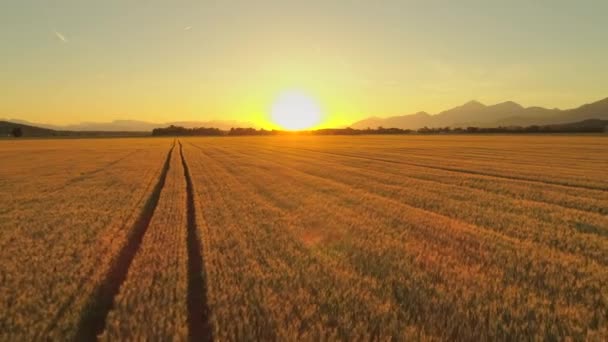 は日没で豪華な粒界に金色の小麦は茶色の行の上飛んでいます 風光明媚な田園風景の中の農業プランテーション スロベニア ヨーロッパで日当たりの良い夜の牧歌的な農場で作物フィールド — ストック動画