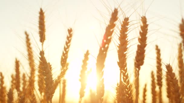 在意大利托斯卡纳阳光明媚的夜晚 慢动作关闭多人镜头闪光灯金色的阳光落在广阔的黄色麦田后面 在田园诗般的乡村 在夏日阳光照亮的广阔农田上成熟的小麦作物 — 图库视频影像