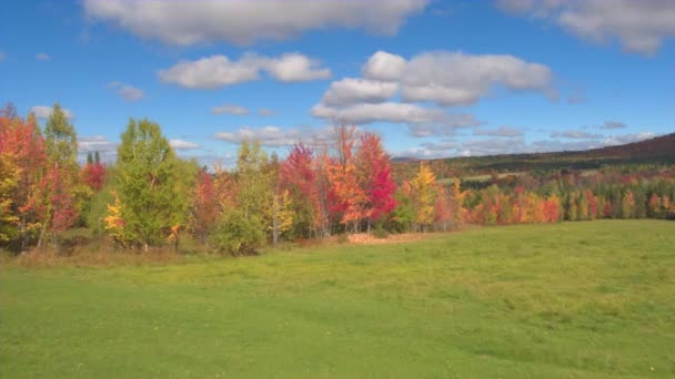 Aérien Voler Dessus Superbe Cime Colorée Des Arbres Avec Des — Video