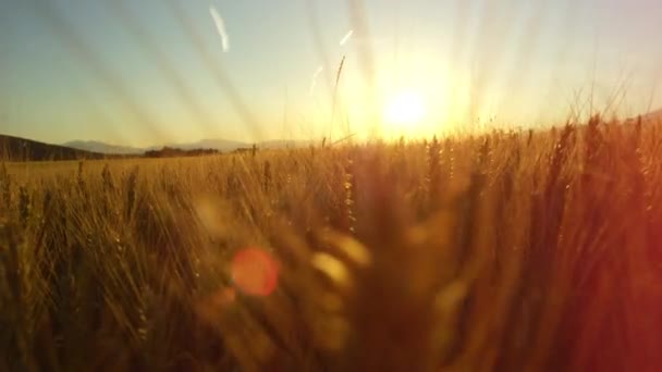 ゴールデンサン ライトで雄大な山々 に囲まれた密集した農地の広大なフィールドで Dof レンズ フレアをクローズ アップ 豪華な黄色い小麦植物 無限の黄金の麦畑と牧歌的なトスカーナの風景 — ストック動画
