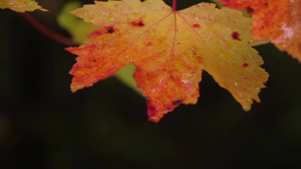 Slow Motion Close Raindrops Falling Colorful Maple Tree Leaves Splashing — Stock video