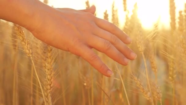 Movimiento Lento Cerrar Lentes Flare Mano Femenina Tocando Hermosas Plantas — Vídeos de Stock