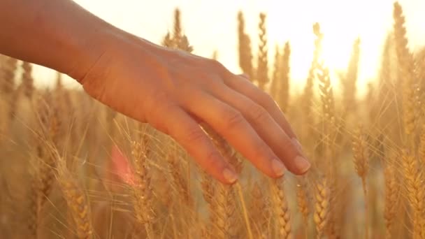 Slow Motion Närbild Linsen Flare Kvinnas Hand Röra Vete Huvuden — Stockvideo