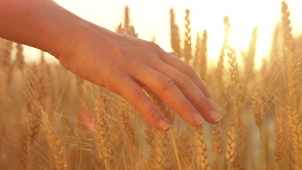 Zeitlupe Großaufnahme Linsenschlag Die Hand Einer Frau Berührt Bei Goldenem — Stockvideo