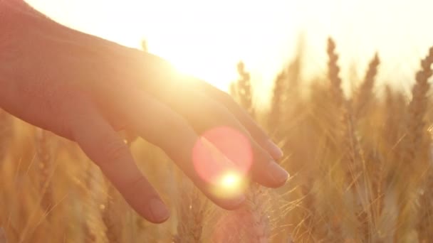 スローモーション クローズ アップ レンズ フレア 男性手の豪華な黄金光日の出美しい小麦植物に触れます イタリア トスカーナの有機農場で栽培作物を Caressing 夕日に揺れる葉 — ストック動画