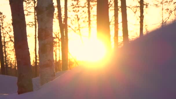 Besneeuwde vuren bomen — Stockvideo