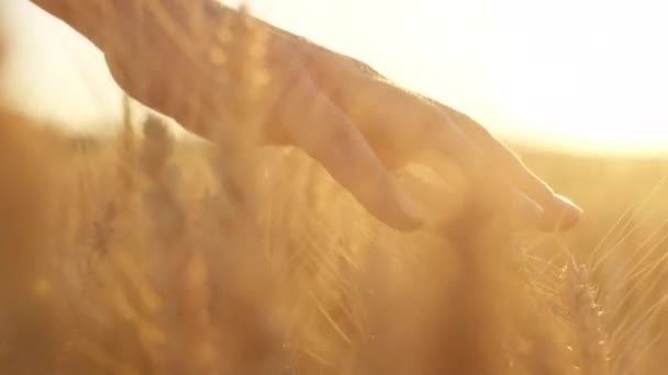 Slow Miiion Close Lens Мужская Рука Трогает Красивые Пшеничные Растения — стоковое видео