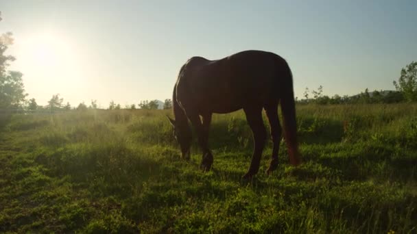 日当たりの良い牧草地分野の新鮮な牧草地に放牧にスローモーション美しい暗い種の牡馬 田舎の牧場の日当たりの良い夏の夜で草を食べて大きな黒い馬 自然放牧の豪華な強大な馬 — ストック動画
