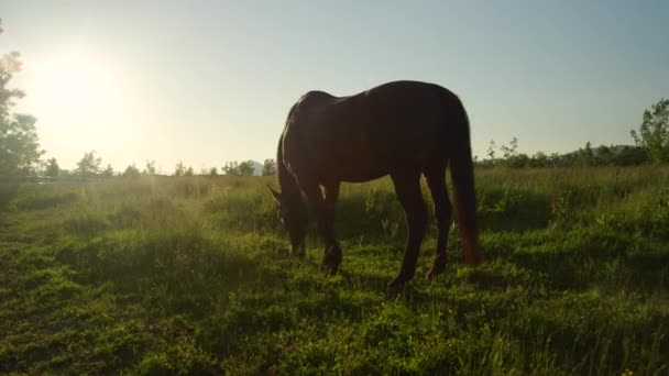 Slow Motion Vackra Mörka Hingst Soliga Betesmark Fältet Bete Färska — Stockvideo