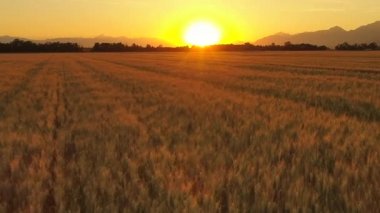Vertigo etkisi hava yakından: rüya gibi altın ışık gün batımına doğru büyük sarı buğday alanları ile kırsal yaz peyzaj çarpıcı yukarıda uçan. Güzel olgun tahıl alan sonbahar gün doğarken çiftlikte büyüyen