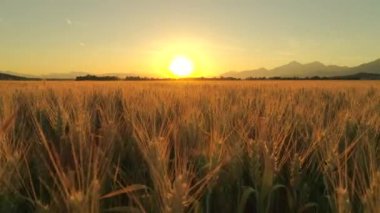 Hava yakın çekim: yakın Altın ışık güneş doğarken pastoral Tuscany doğa dramatik dağlarda çevrili geniş sarı buğday alan yukarıda uçan. Kırsal, İtalya tepelerde yukarıda yükselen büyük ateşli güneş