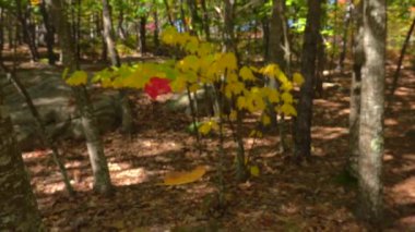 Ağır çekim yakın çekim: kırmızı sonbahar yaprakları güneşli günde sonbahar ormandaki düşme. Yavaş yavaş düşüyor yere doğru güneşli sonbaharda kırmızı akçaağaç yaprakları. Renkli sonbahar ağaçları sonbaharda yapraklarını dökerek