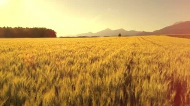 Yemyeşil ağaç orman ve rocky Dağları ile çevrili hava yakın kadar Lens Flare şaşırtıcı buğday ekimi tarım arazisi. Slovenya sonsuz altın tahıl alanında şafakta. Büyük tahıl alanları dramatik gündoğumu