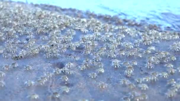 Close Macro Hyperlapse Thousands Tiny Baby Crabs Crawling Wet Rock — Stock Video