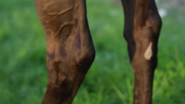 Zeitlupe Aus Nächster Nähe Dunkelbraunes Pferd Auf Einem Wiesenfeld Das — Stockvideo