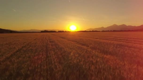 空中レンズ フレアの日没で豪華な粒界の黄金の茶色小麦上空を飛んでいます 風光明媚な田園風景の中の農業プランテーション スロベニア ヨーロッパで日当たりの良い夜の牧歌的な農場で作物畑 — ストック動画