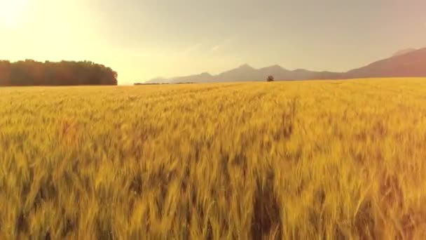美しい国の農地では 風に揺れる空中 レンズフレア 豪華な乾燥黄色い小麦植物 ライ麦畑は 穏やかな夏の風に揺らいでいます ロッキー山脈の美しい風景 — ストック動画