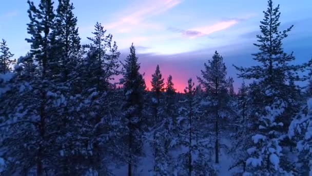 Aerial Spektakulära Frysta Skog Trädtopparna Täckt Rimfrost Solig Vinterdag Flyger — Stockvideo