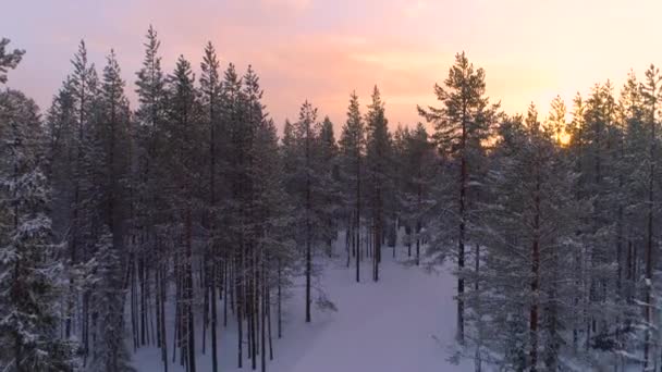 空中壮观的冰冻森林树梢覆盖在霜冻在阳光明媚的冬日 在雾蒙蒙的森林上空飞翔 冰冷的树木 在晨雾中包裹着闪闪发光的树枝和树枝 寒冷多雾的冬日 — 图库视频影像