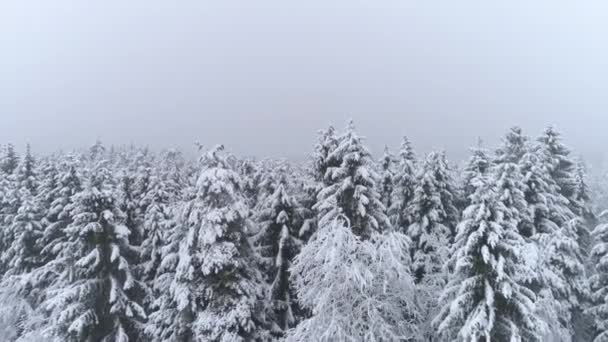 空中近距离飞行在白色云杉树梢覆盖在新鲜的雪在雾蒙蒙的冬日 在寒冷压抑的冬天下雪后 雾蒙蒙的针叶林 雾蒙蒙的雪天森林笼罩在雾中 — 图库视频影像
