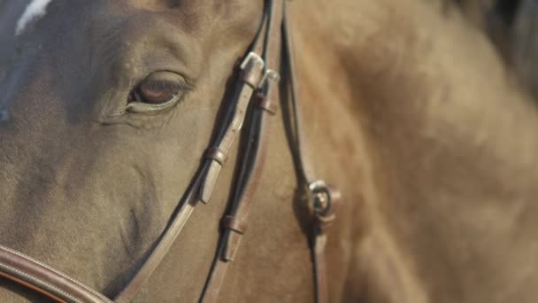 Slow Motion Close Detail Horse Head Bridle Beautiful Dark Brown — Stock Video