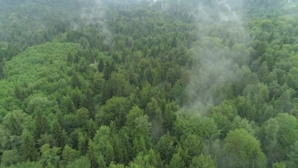 Dichter grüner Wald — Stockvideo