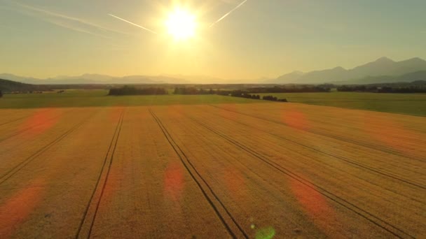 めまい効果間近で航空 夢のような黄金の光夕日に広大な黄色い小麦畑と田舎の夏の風景を見事な上を飛んでください 秋の日の出の農場で成長している豪華な熟した穀物のフィールド — ストック動画