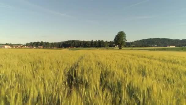 空中は クローズ アップ 美しい晴れた日にトウヒの森の端の村を見下ろす美しい田園地帯で黄色の麦畑の上を飛んでください 農村景観における多くの家と郊外の町 — ストック動画