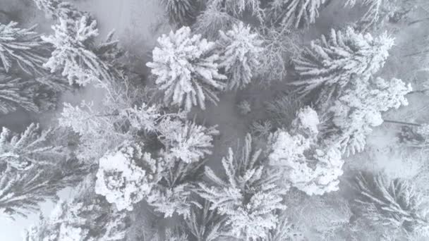 空中上を閉鎖 冬の日に新鮮な雪に覆われた白いトウヒ上空 気のめいるよう冬寒さで雪が後霧深い針葉樹の森 深い雪に覆われた冬の森は霧に包まれて — ストック動画