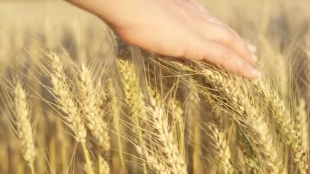 慢动作 Dof 在金色的阳光日出的时候 女人的手在广阔的农场里的茂盛地摸麦头的细节 女性手指在日落时抚摸小麦植物 成熟的植物在黎明时摇曳 — 图库视频影像