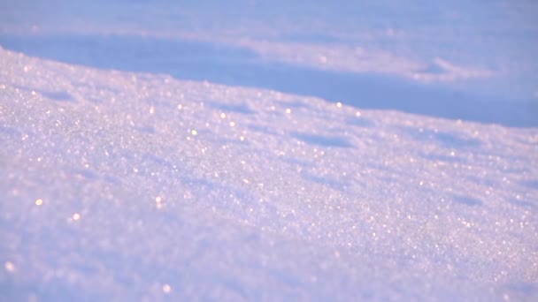 雪に覆われた小ぎれいな木 — ストック動画