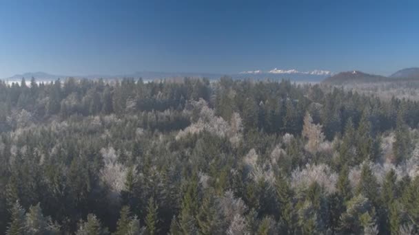 Aerial Espectacular Bosque Congelado Copas Árboles Cubiertos Escarcha Soleado Día — Vídeo de stock