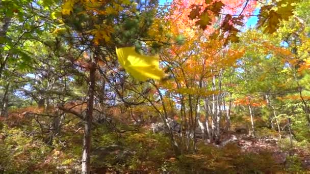 スローモーションをクローズ アップ 黄色い秋の紅葉秋の森で晴れた日に落ちる 黄色のカエデの葉は日当たりの良い秋に地面に向かってゆっくりと落下します カラフルな秋の木々 古い葉を流す — ストック動画