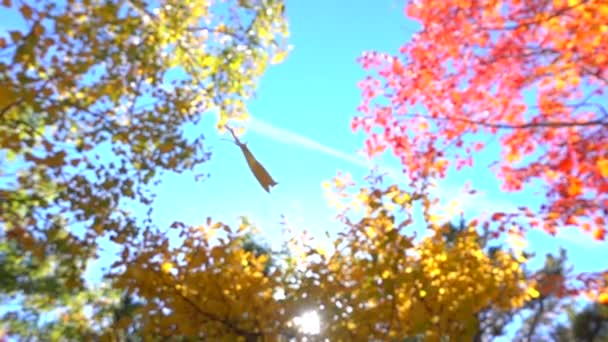 Αργή Κίνηση Κοντινό Κίτρινο Φθινόπωρο Φύλλωμα Πτώση Φθινοπωρινό Δάσος Ηλιόλουστη — Αρχείο Βίντεο
