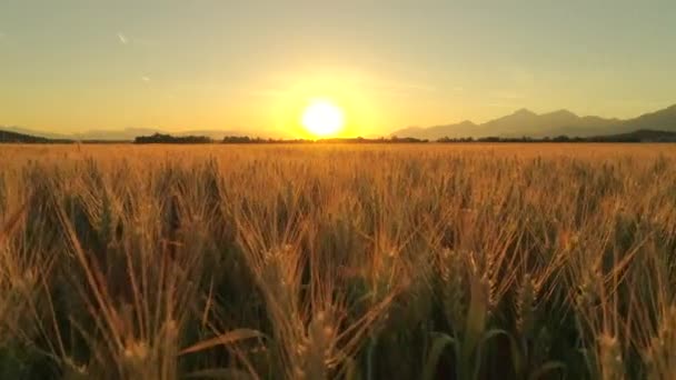 Anténa zblízka: Letící blízko nad obrovské žluté pšeničné pole obklopený majestátní hory v idylické přírodě Toskánsko za zlaté světlo úsvitu. Obrovské ohnivé slunce nad kopci v krajině, Itálie