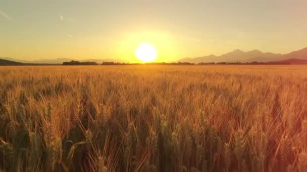 Aerial Close Flying Close Vast Yellow Wheat Field Surrounded Impressive — Wideo stockowe